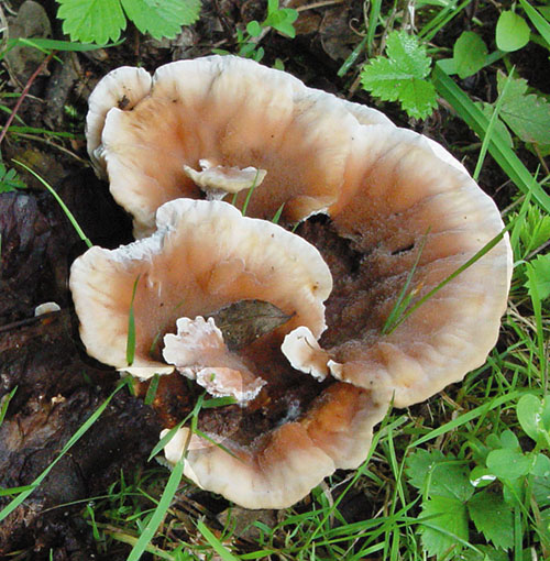 Abortiporus_biennis Rötender Saftwirrling (Abortiporus biennis)