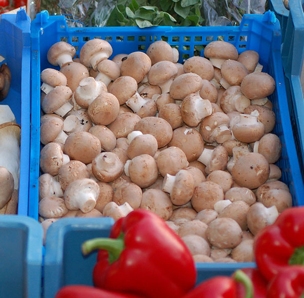 Agaricus bisporus (Kulturchampignon) - Pilztag