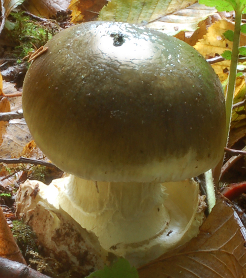 Amanita_phalloides_KM_54