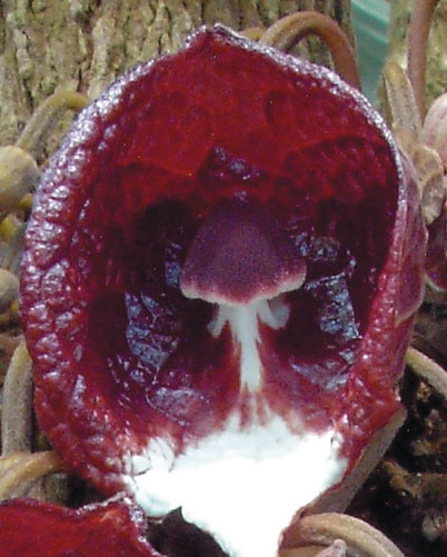 Aristolochia_HA_2 Pfeifenblume als Pilzmückenfänger