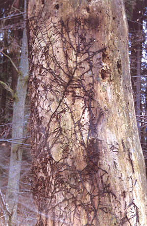 Rhizomorphen des Hallimasch Rhizomorphen des Hallimasch