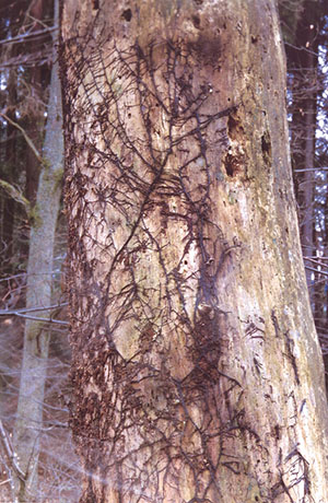 Rhizomorphen des Hallimasch