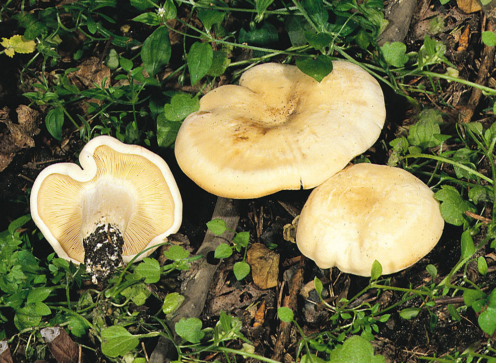 Maipilz (Calocybe gambosa)