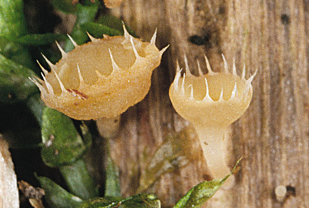 Cyathicula coronata (Gekrönter Stengelbecherling)