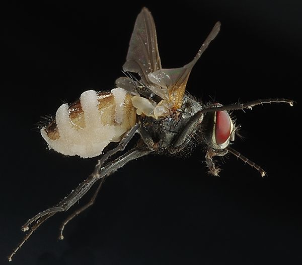 Entomophthora_muscae_Sch Fliegentöter