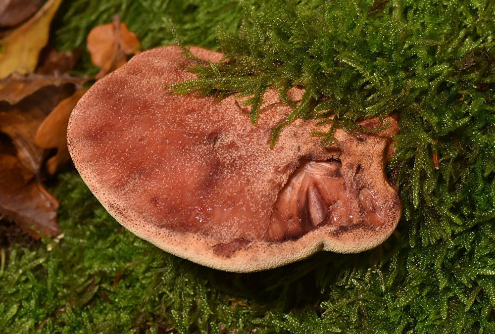 Fistulina hepatica (Ochsenzunge)