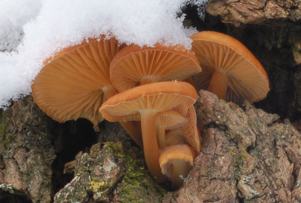 Flammulina velutipes (Samtfußrübling)