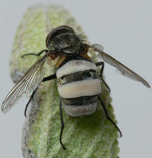 Entomophthora muscae (Fliegentöter)