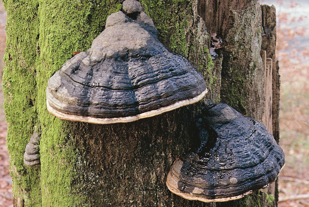 Zunderschwamm (Fomes fomentarius)