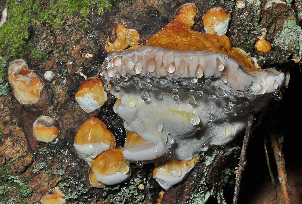 Fomitopsis pinicola (Rotrandiger Baumschwamm)