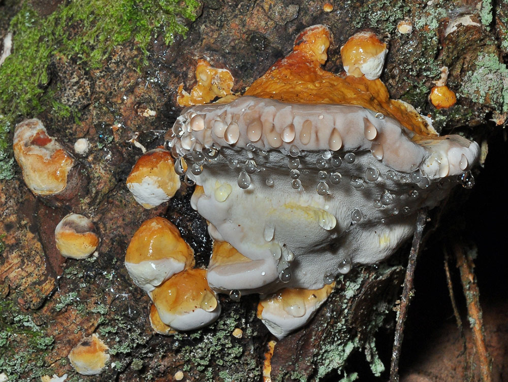 Rotrandiger Baumschwamm (Fomitopsis pinicola)