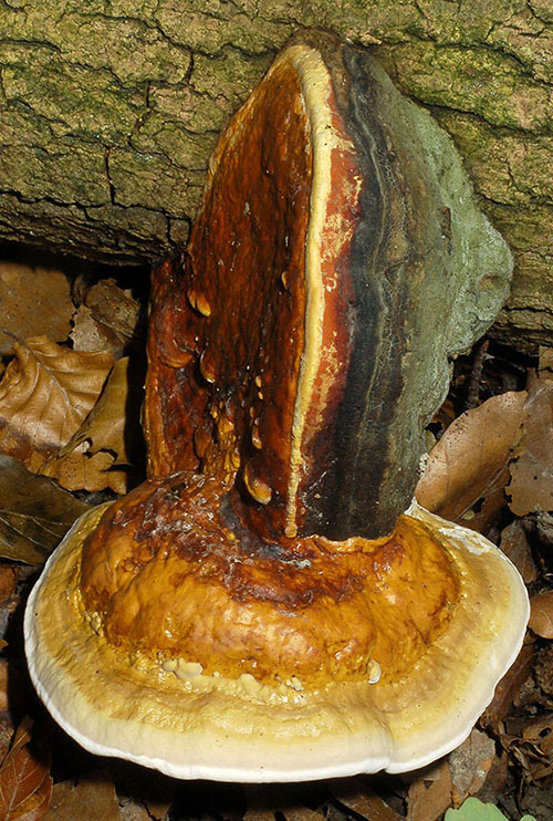 Fomitopsis_pinicola_GH_2 fomitopsis-pinicola-rotrandiger-baumschwamm