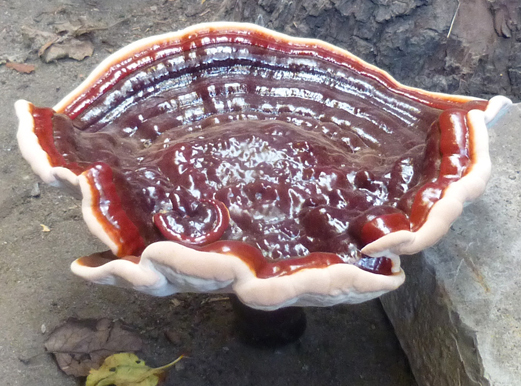 Ganoderma_lucidum_Bernd_Rudolph