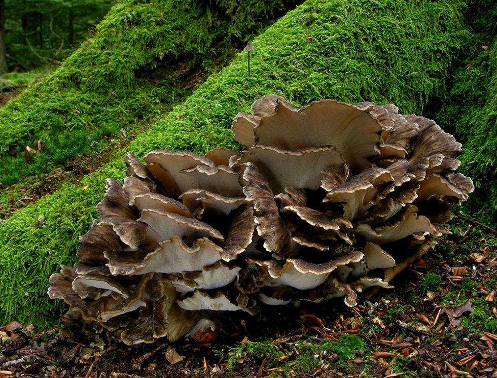 Grifola frondosa (Klapperschwamm) Pilztag