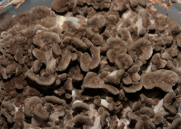 Grifola_frondosa_WH_1 Maitake in Flaschenkultur