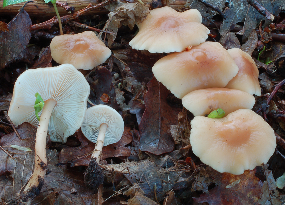 Waldfreund-Rübling (Gymnopus dryophilus)