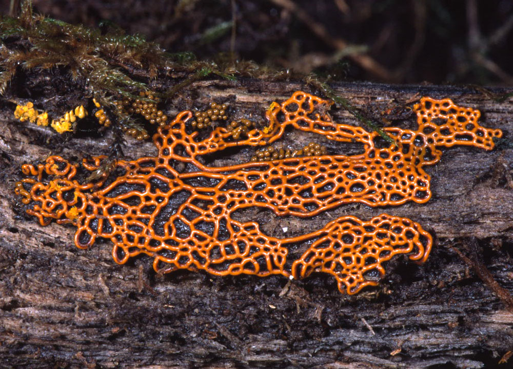 Schlangen-Schleimpilz (Hemitrichia serpula)