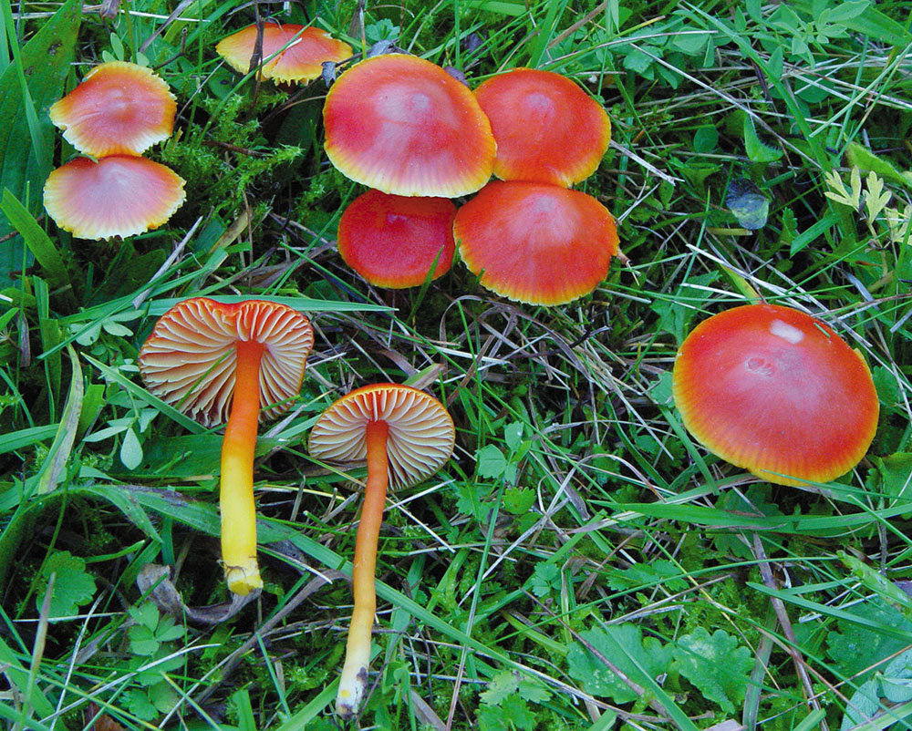 Kirschroter Saftling (Hygrocybe coccinea)