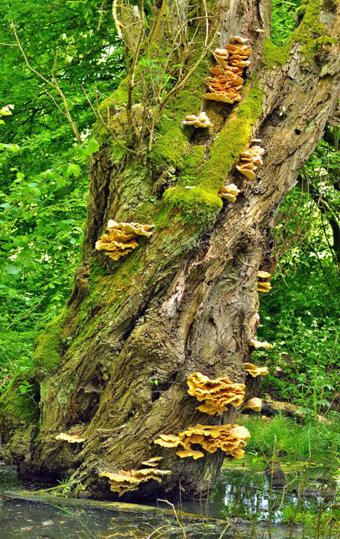 Schwefelporling (Laetiporus sulfureus)