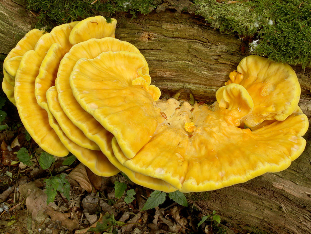 Schwefelporling (Laetiporus sulphureus)