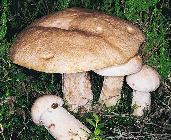 Blasshütige Rotkappe (Leccinum roseotinctum)