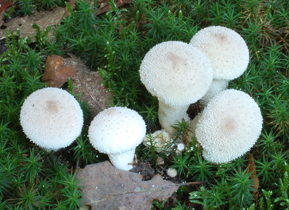 Flaschenstäubling (Lycoperdon perlatum)