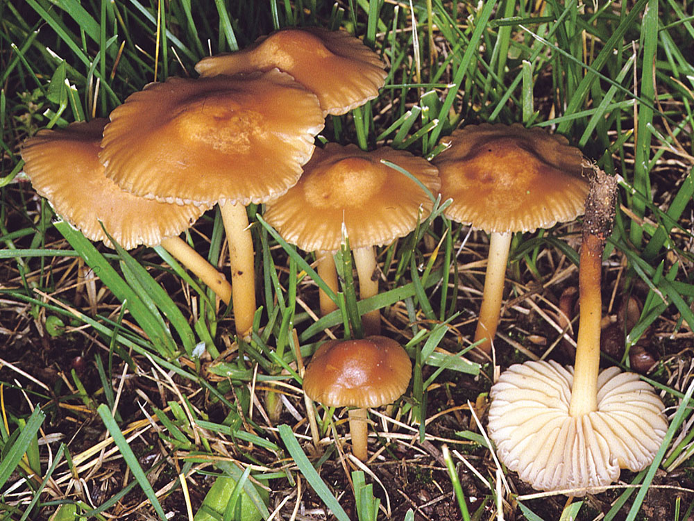 Nelkenschwindling (Marasmius oreades)