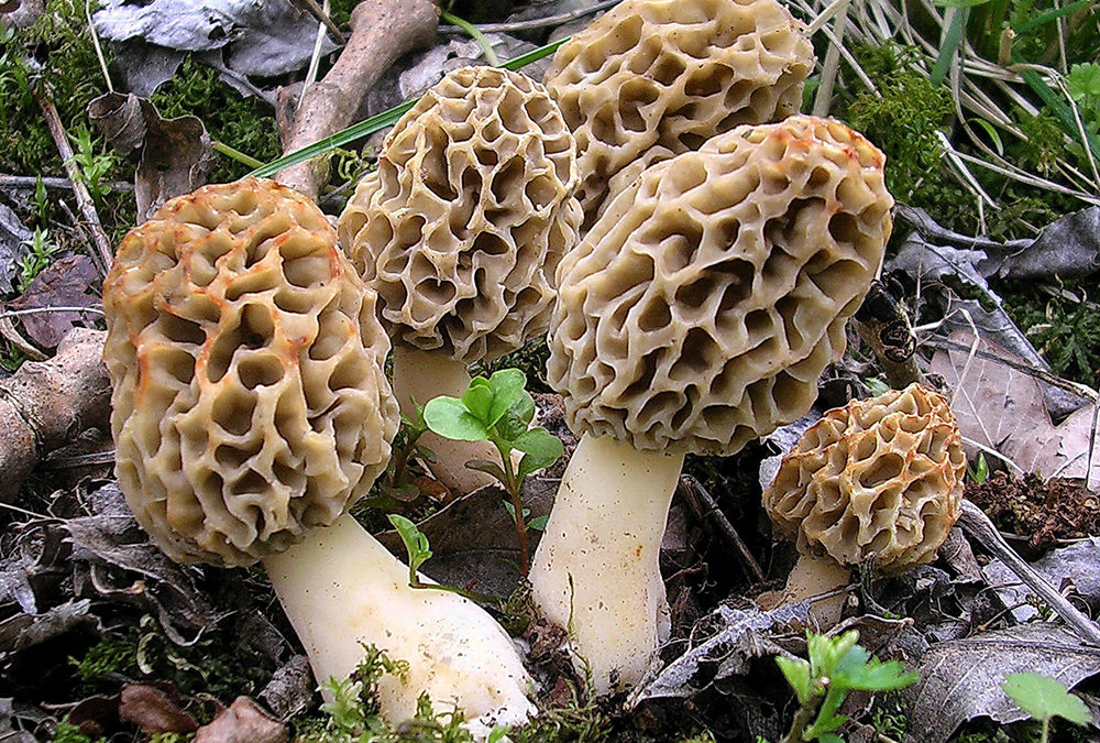 Morchella esculenta (Speisemorchel)