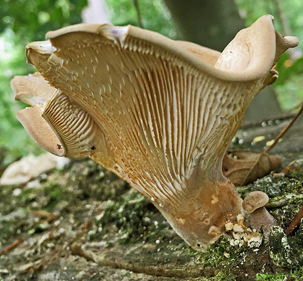 Birken-Knäueling (Panus conchatus)