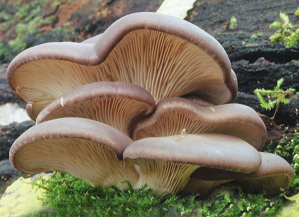 Austern-Seitling (Pleurotus ostreatus