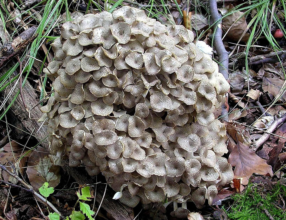 Eichhase (Polyporus umbellatus)