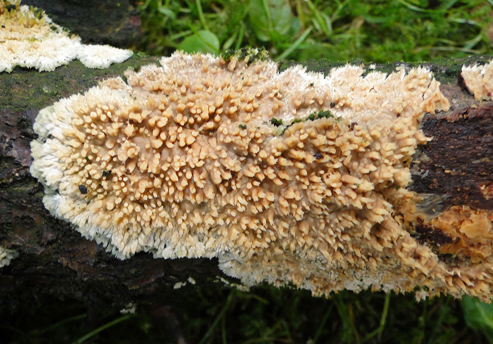 Gezähnter Reibeisenpilz (Radulomyces molaris)