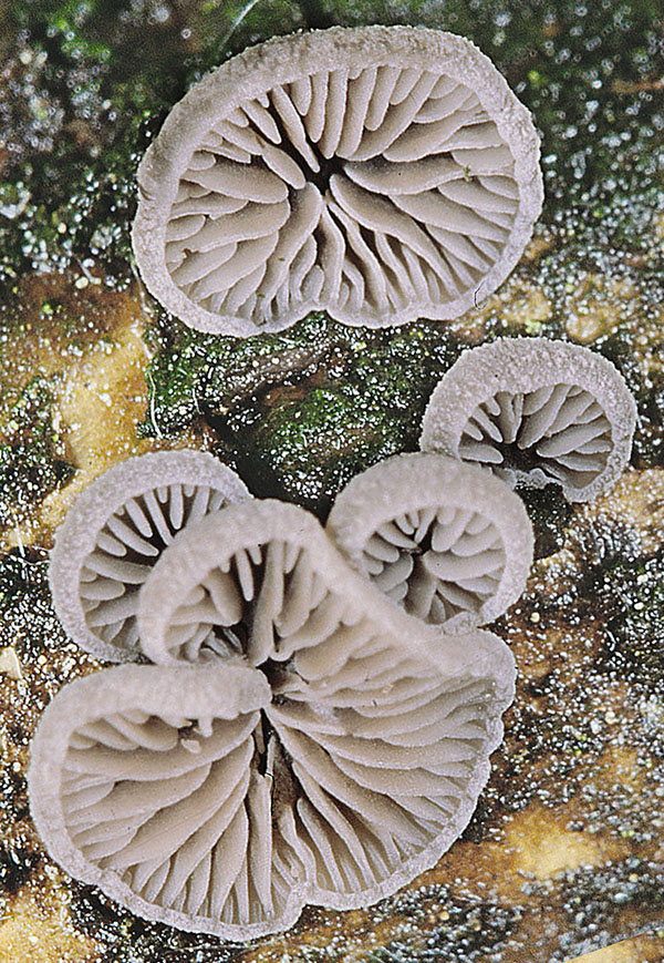 Resupinatus_applicatus_FK_1 Dichtblättriger Liliputseitling (Resupinatus applicatus)