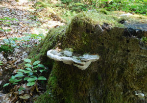 Flacher Lackporling (Ganoderma applanatum)