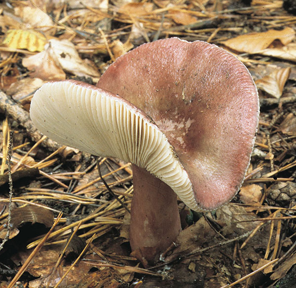 Tränen-Täubling (Russula sardonia)