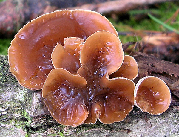 Schizophyllum_amplum_AA_1