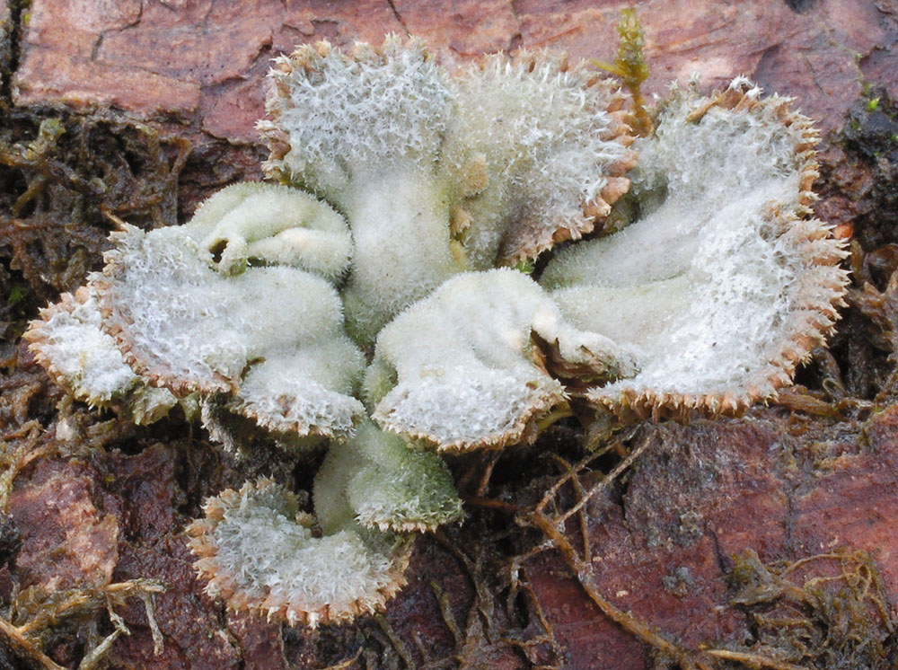 Spaltblättling (Schizophyllum commune)