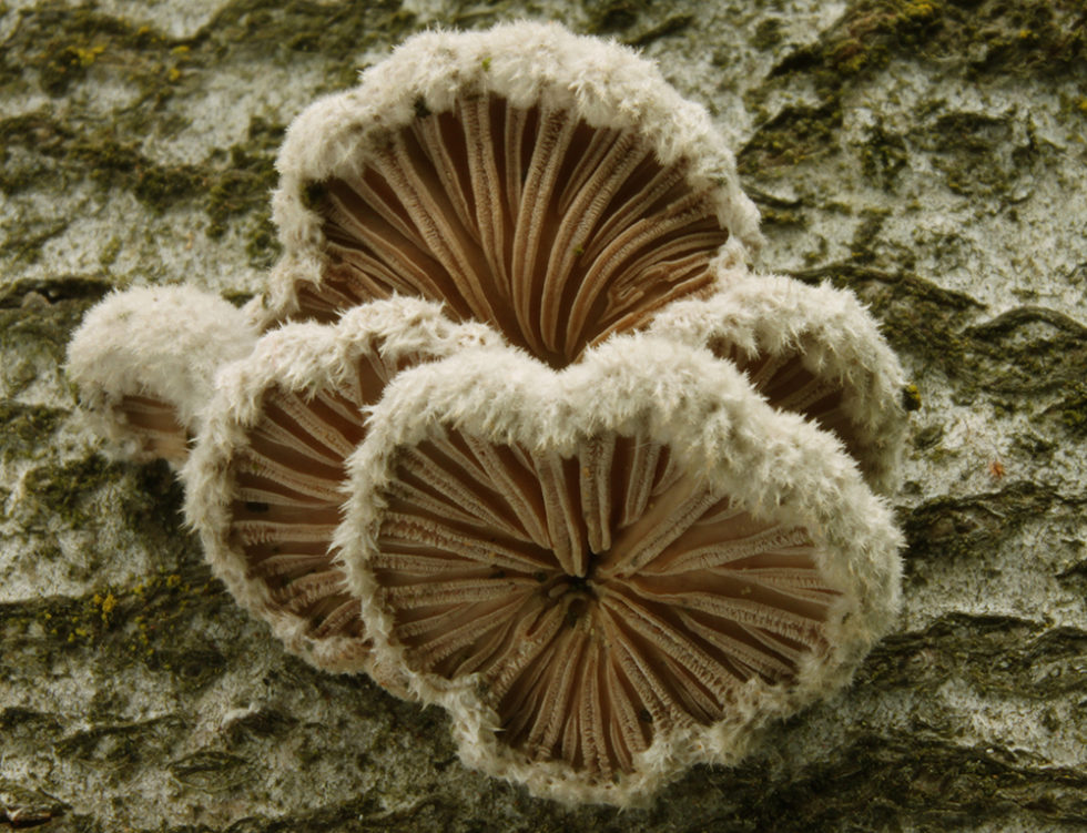 Schizophyllum commune (Spaltblättling) Pilztag