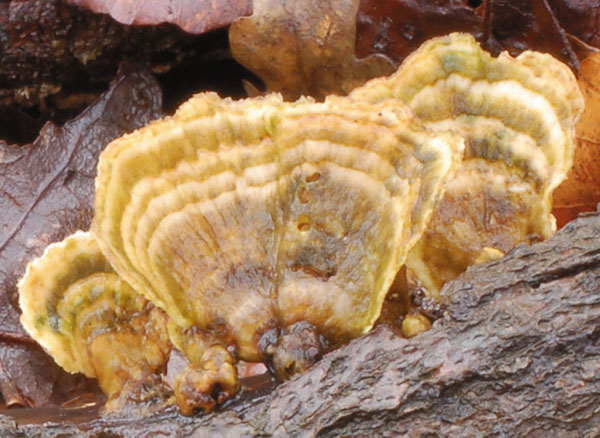 Schmetterlingstramete (Trametes versicolor);