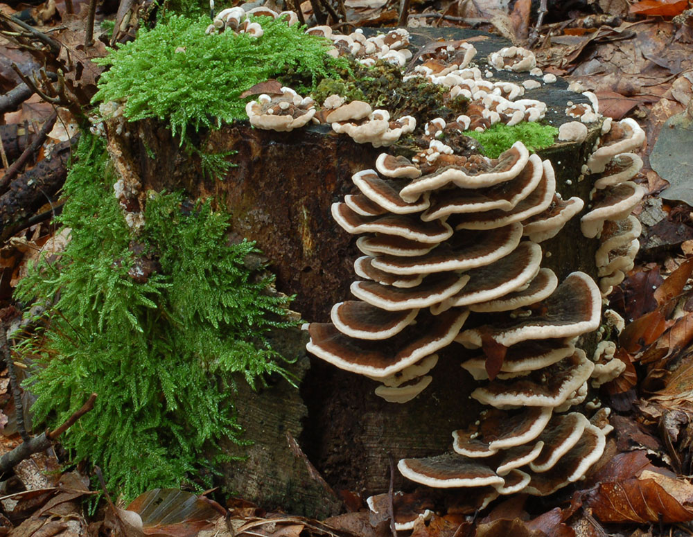 Schmetterlingstramete (Trametes versicolor)