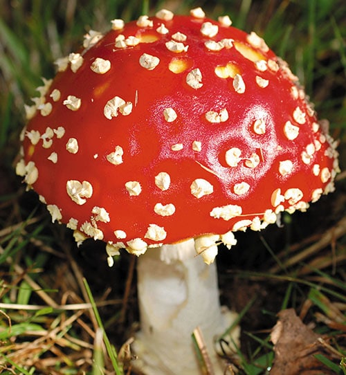 Fliegenpilz (Amanita muscaria)