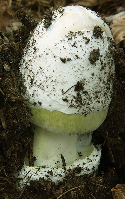 Amanita_phalloides_WS_12