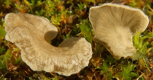 Arrhenia_spatulata_WS Spatelförmiges Moosöhrchen (Arrhenia spatulata)