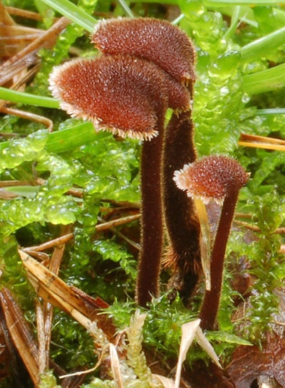 Ohrlöffelstacheling (Auriscalpium vulgaris)
