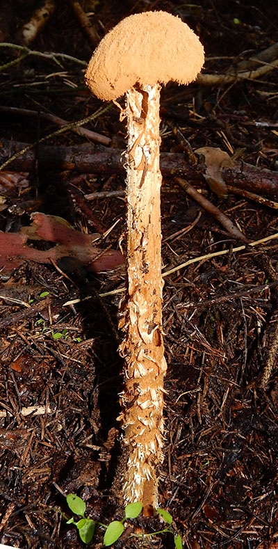 Stelzenstäubling (Battarrea_phalloides)