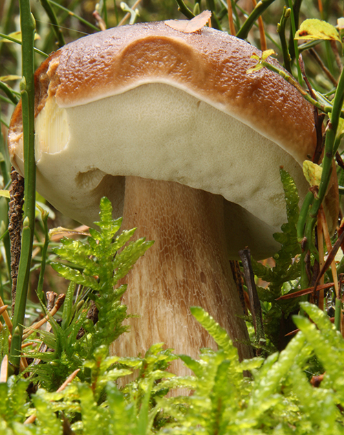 Steinpilz (Boletus edulis) Steinpilz (Boletus edulis)