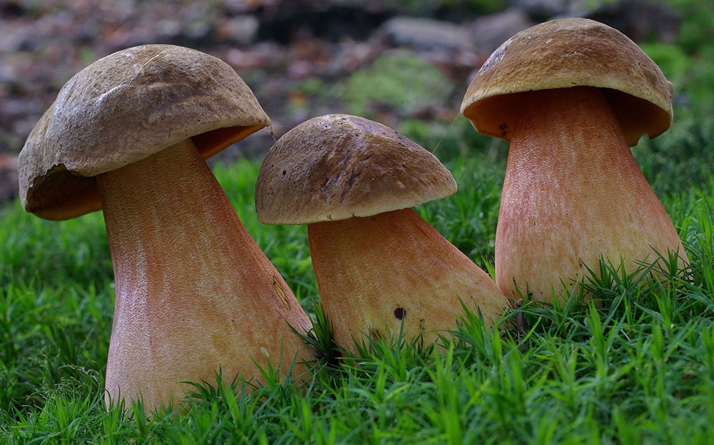 Flockenstieliger Hexenröhrling (Neoboletus erythropus)