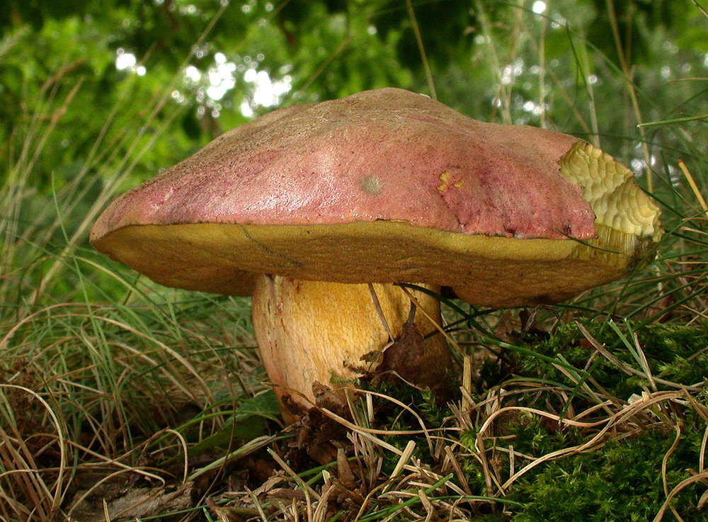 Falscher Satansröhrling (Boletus_legaliae)