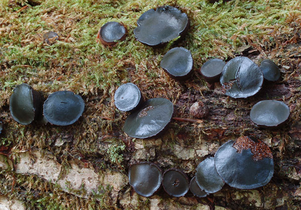 Schmutzbecherling (Bulgaria inquinans)