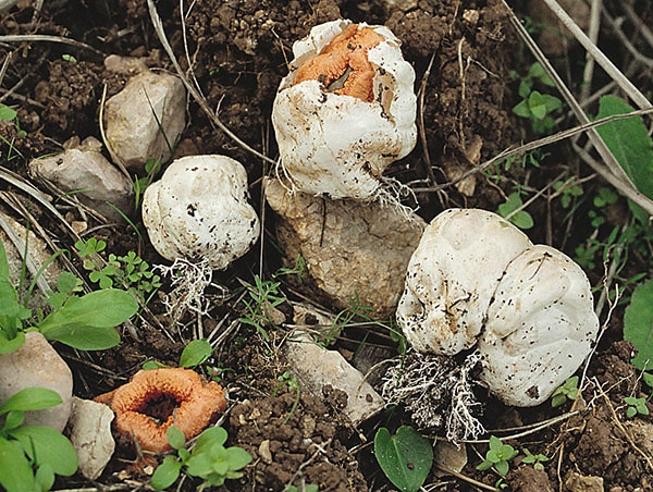 Roter Gitterling (Clathrus ruber)